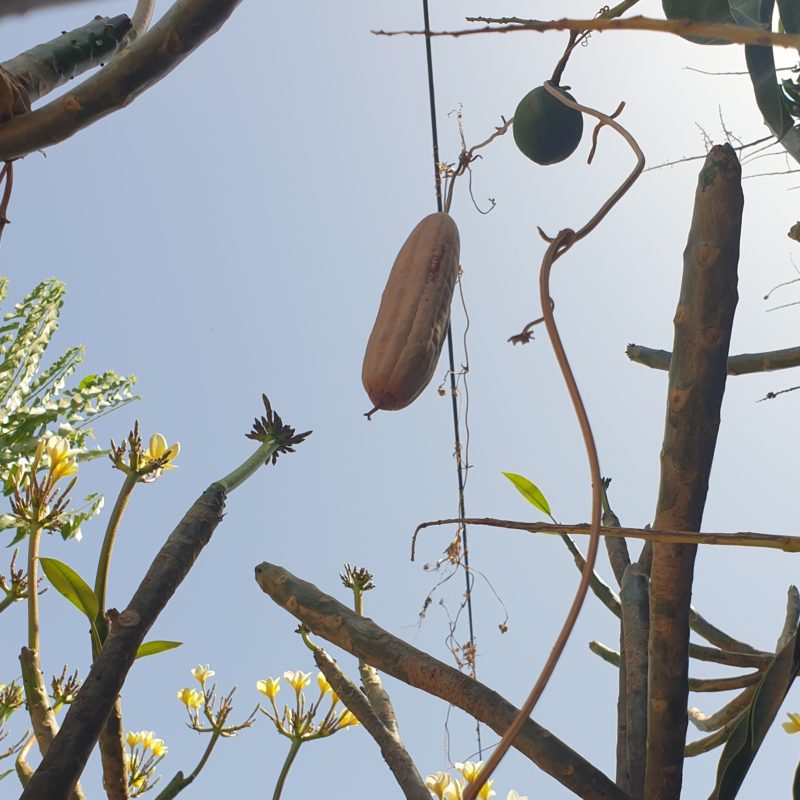 Le loofah, le fruit, accroché à sa plante grimpante.