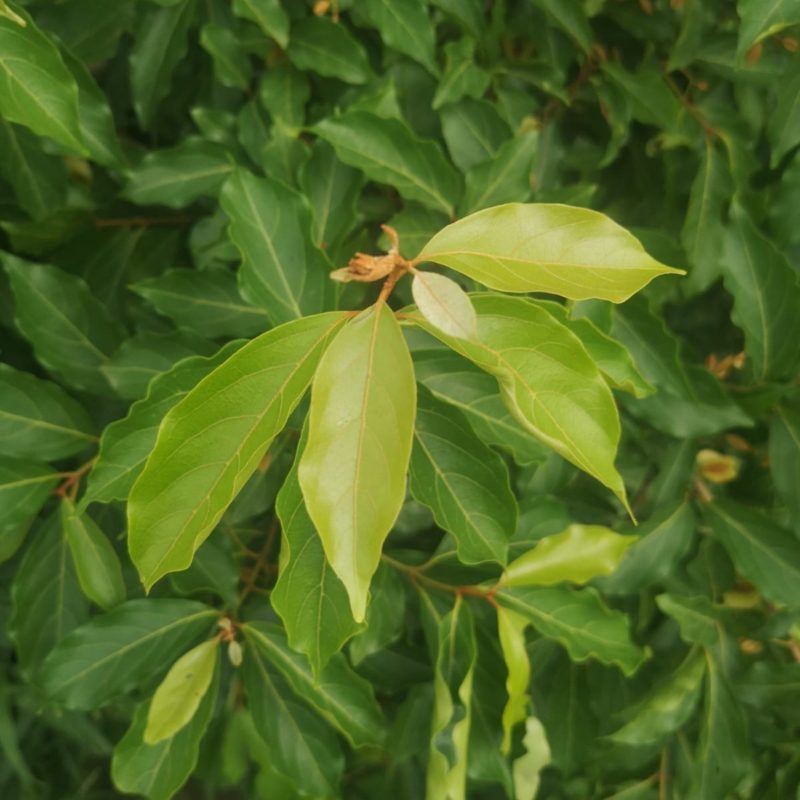 Gros plan de feuilles de kinkeliba dans son arbuste.